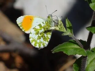 Pot Speča lepotica (VDC)